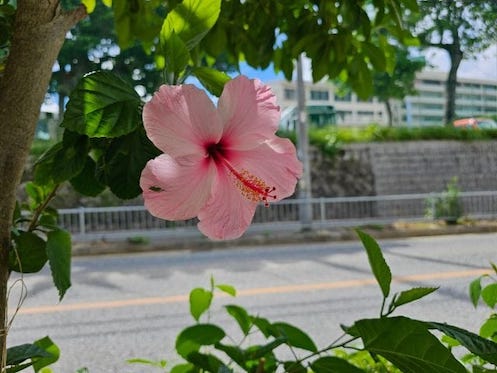 那覇市の畳専門店 三原産業 店舗入口の ハイビスカスの写真